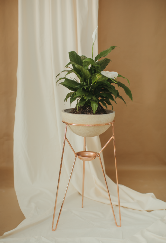 Plantas grasas suculentas artificiales con POT anti UV Altura 85cm Color  Color de malva